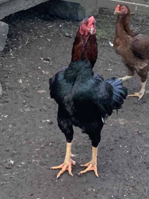 Chicken shamo | Livestock | Gumtree Australia Hume Area - Sunbury ...