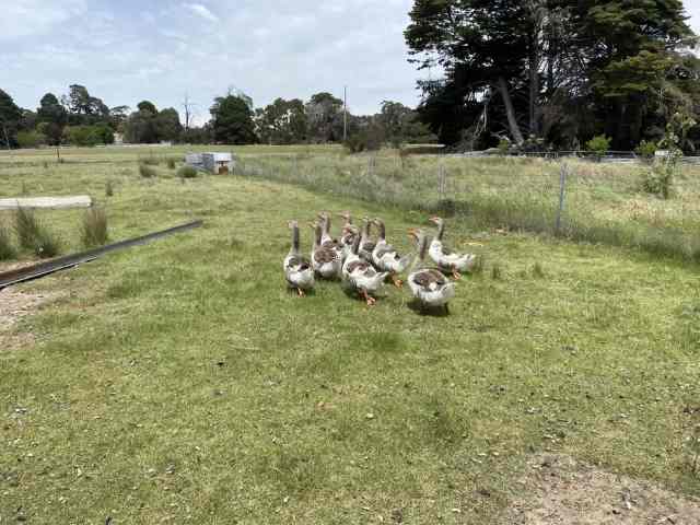 Geese, goose, roosters | Livestock | Gumtree Australia Pyrenees Area ...