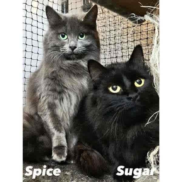 9750/1 Sugar/Spice CATS for ADOPTION Vet Work Included Cats