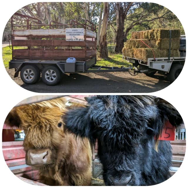 Transport for Farm Livestock Auswide Miscellaneous Goods Gumtree