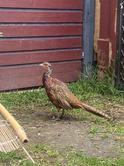 ringneck pheasant pair