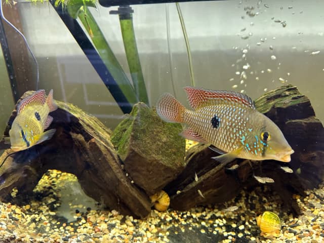 Breeding pair pearl cichlids | Fish | Gumtree Australia Brisbane South ...