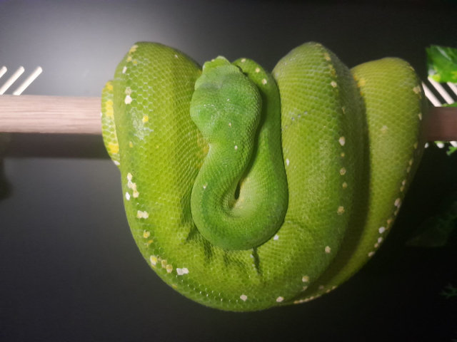 Male green tree python for sale $2000 | Reptiles & Amphibians | Gumtree ...