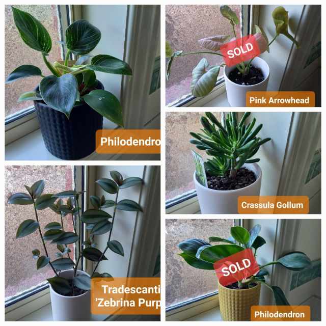 Indoor House Plants With Bonus Ceramic Pot, 8 Each Plants Gumtree