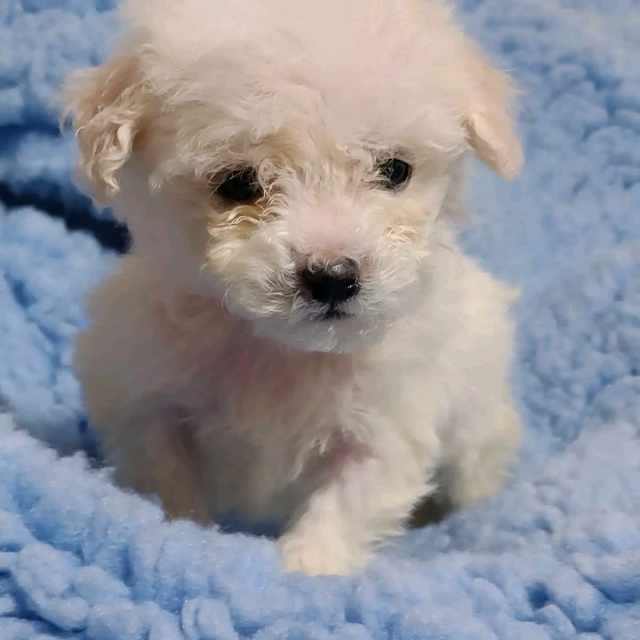 Bichon Frise puppies Dogs & Puppies Gumtree Australia Lithgow Area