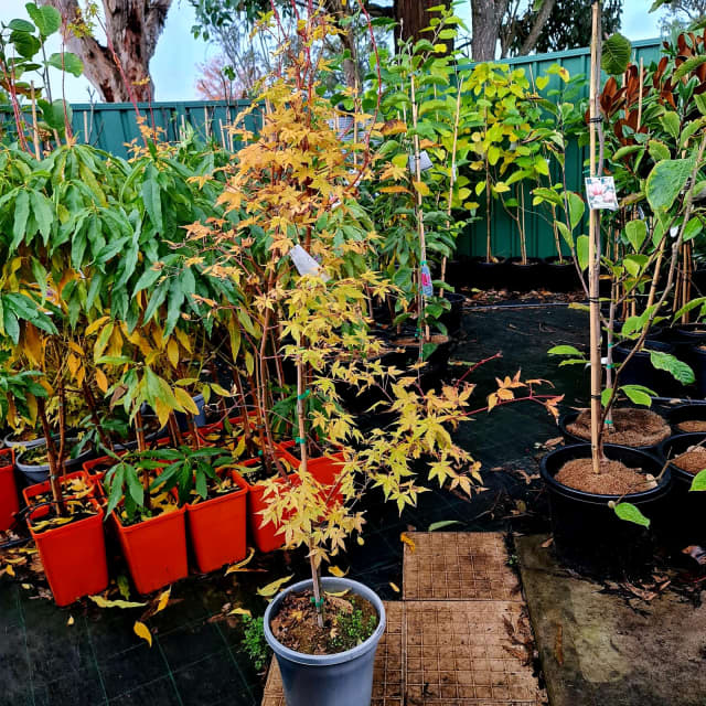 Coral Bark Japanese Maple Sango Kaku Tree in 250mm pot | Plants