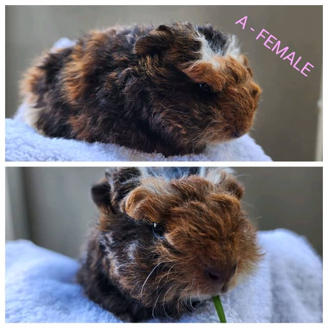 5 Guinea Pigs PENDING PICKUP Other Pets Gumtree Australia Swan