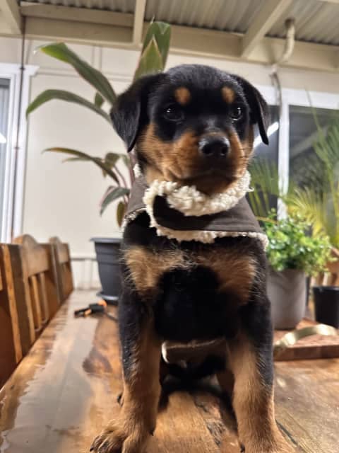 7 Week Old Purebreed Male Rottweiler | Dogs & Puppies | Gumtree Australia  Bankstown Area - Condell Park | 1316200532