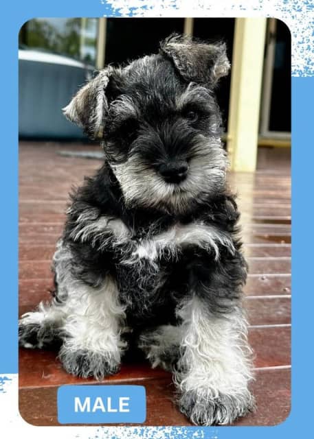 are miniature schnauzer the most intelligent dogs