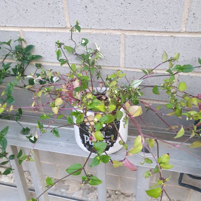 Indoors plants 🪴 Tradescantia Tricolour plants 🪴 Plants Gumtree