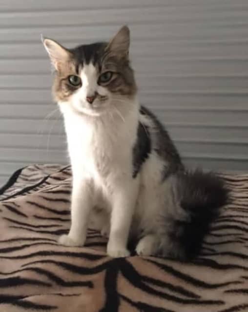 Phillis Perth Animal Rescue inc vet work cat/kitten Cats & Kittens