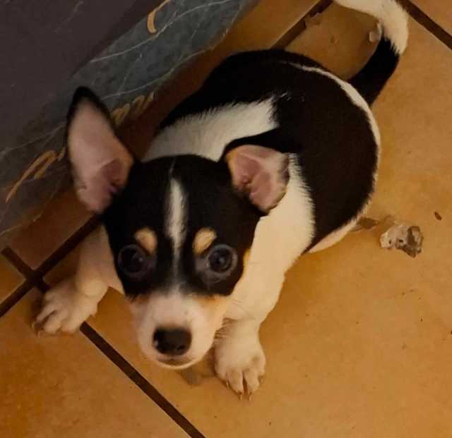 Chihuahua Puppy For Sale Dogs & Puppies Gumtree Australia Darwin