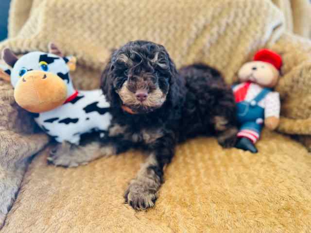 Chocolate Cavoodle Puppies 2nd Gen | Dogs & Puppies | Gumtree Australia ...