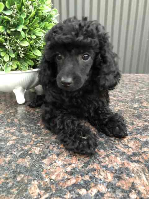 Poodles,mini & toy puppies also Mature Toy poodles ready now.$1500 ...