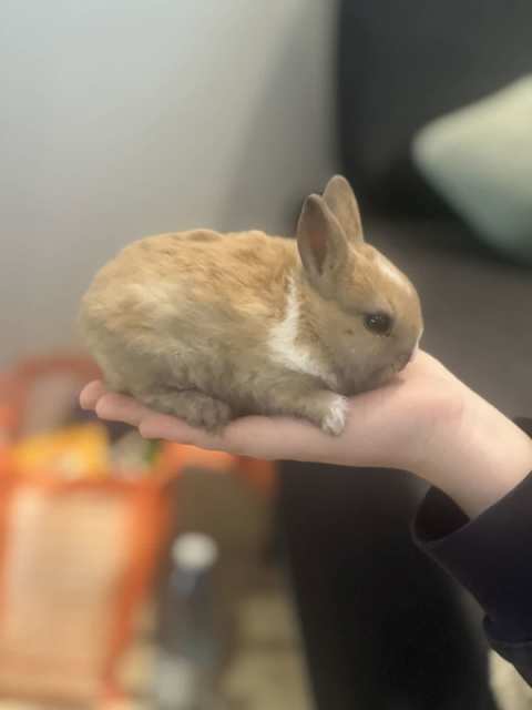 Pure bred Netherland dwarf baby bunnies x 2 | Rabbits | Gumtree ...