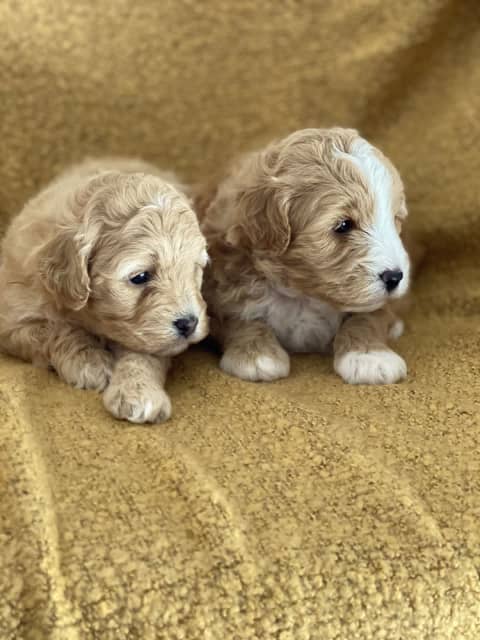 toy poodle and shih tzu mix for sale