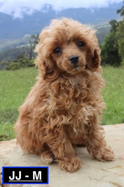 greenfield puppies toy poodle