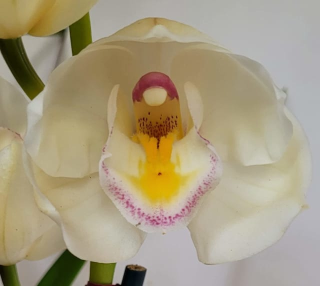 Flowering cymbidium orchid plant Vanilla with red dot on centre of lip
