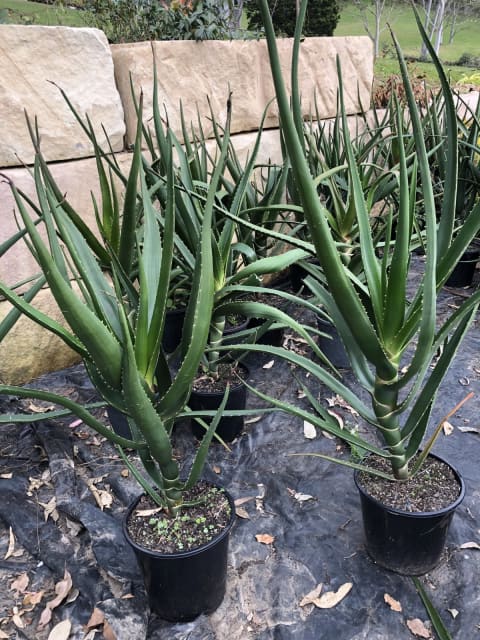 Aloe barberae - Aloe bainesii - Aloidendron barberae - Aloes en