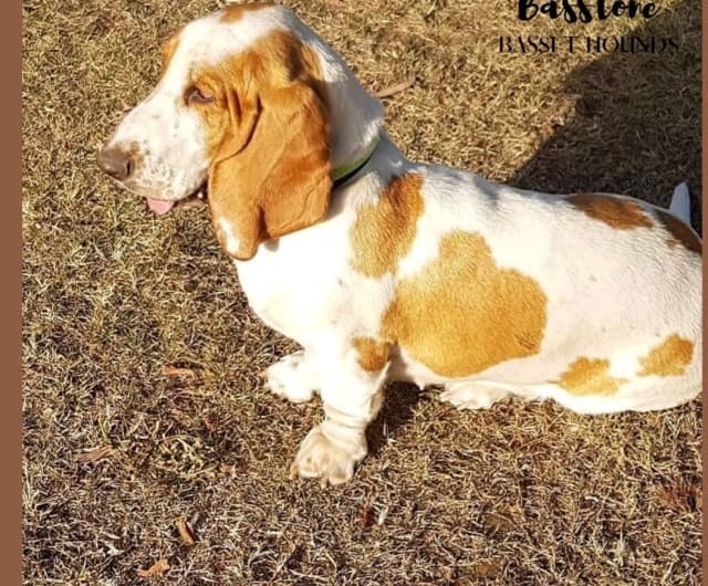 Gumtree hot sale basset hound