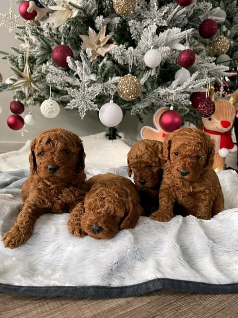 ruby red toy cavoodle