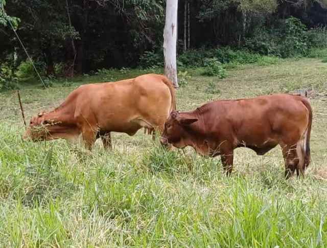 Boran cows with papers, and calves at foot - $1250 each. | Livestock ...