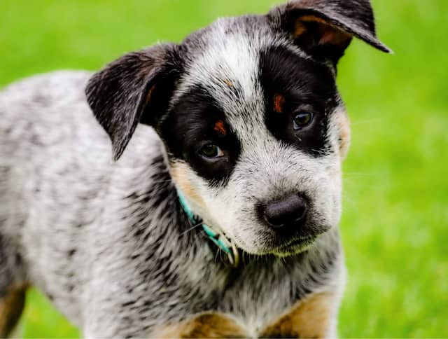 Pure bred Australian cattle dog / blue heeler puppies- ONLY ONE LEFT ...