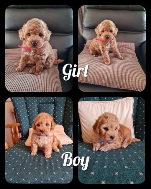 teacup poodles for sale gold coast