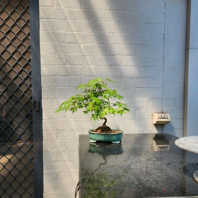 Bonsai Japanese Maple 220 Plants Gumtree Australia The Hills