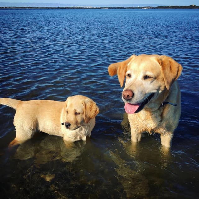 how much is a labrador puppy in australia