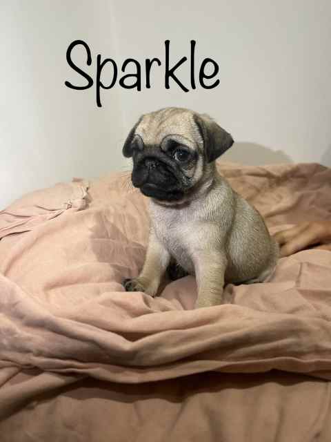 PEDIGREE PUREBRED PUG PUPPIES | Dogs & Puppies | Gumtree Australia ...