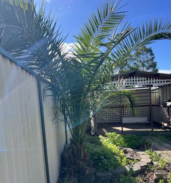 Palm Tree Canary Island Date Palm Tree Plants in Hoxton Park NSW