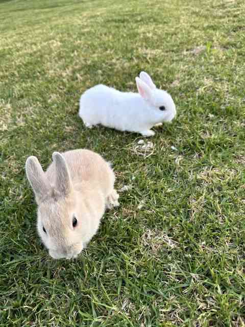 Purebred Netherland dwarf bunnies - prize winning! | Rabbits | Gumtree ...