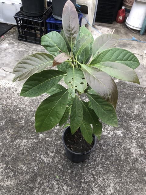 Avocado tree plant 1 mt high | Plants | Gumtree Australia Kogarah Area ...