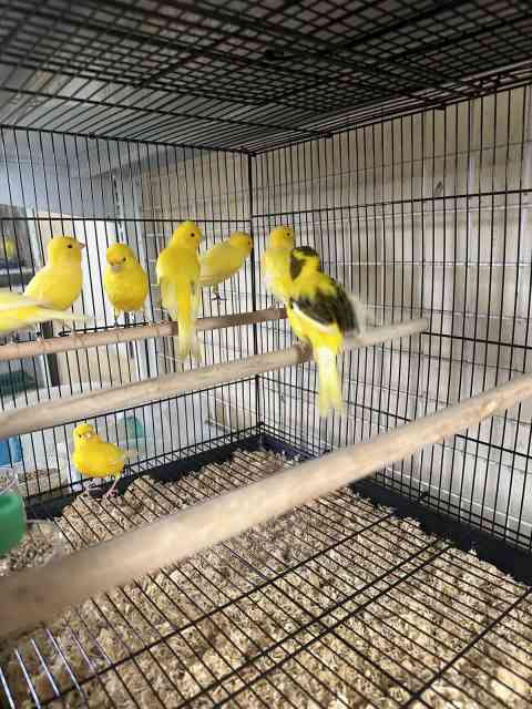 Canaries border canaries | Birds | Gumtree Australia Parramatta Area ...