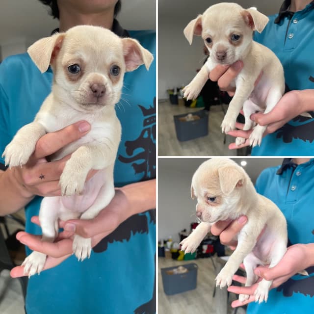 smooth hair chihuahua puppies sale