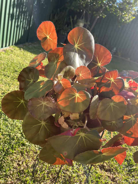 Beefsteak Begonia / Elephant Ear / Erythrophylla | Plants | Gumtree ...