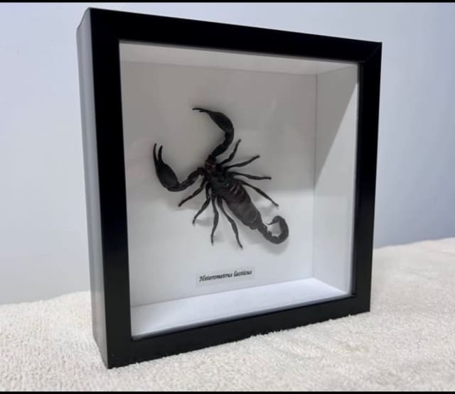 Real Scorpion in Enclosed Frame 🦂 Miscellaneous Goods Gumtree