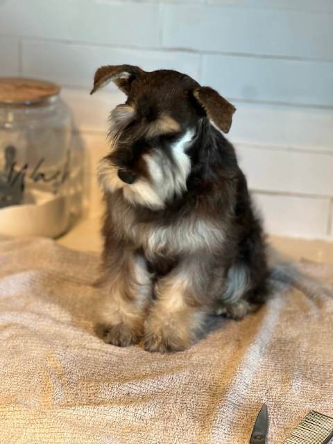 Cream Mini Schnauzer Miniature Schnauzer Dogs Puppies Gumtree