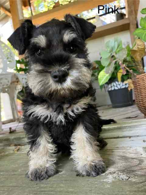 PUREBRED Miniature Schnauzer Puppies for sale | Dogs & Puppies ...