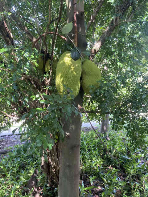 Jack fruit!! - Plants in Rosebery NT | Gumtree Australia