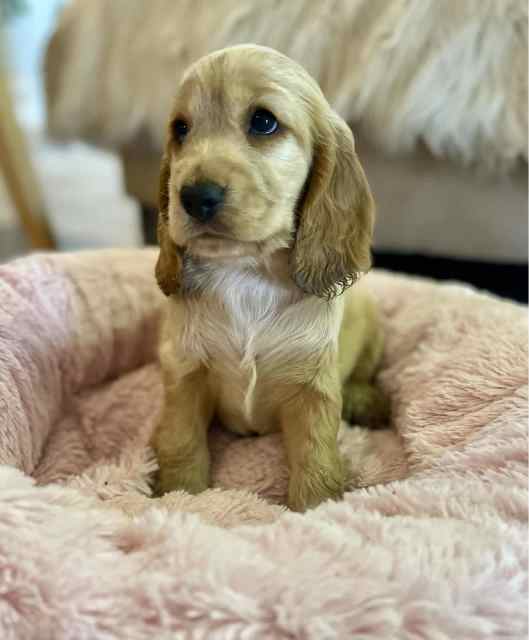 Stunning English Cocker Spaniel Pure Bred pups Dogs & Puppies