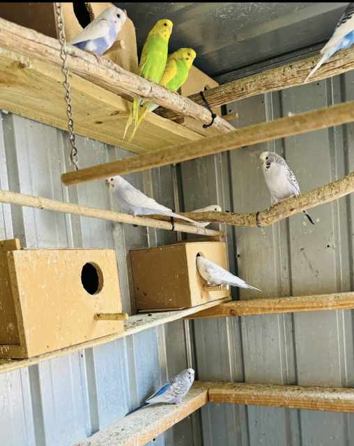 Beautiful Budgies for Sale Variety of Colors! Birds Gumtree