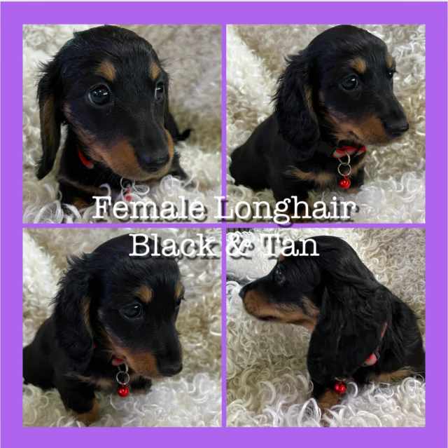 💙🐶 3 SHORT HAIRED SILVER DAPPLE MINI DACHSHUND READY NOW Dogs