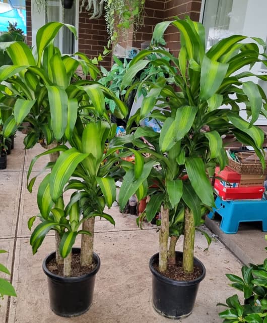 Huge happy plant in 30cm pot Noble Park VIC Plants Gumtree