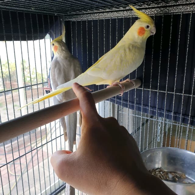 lutino cockatiel pair