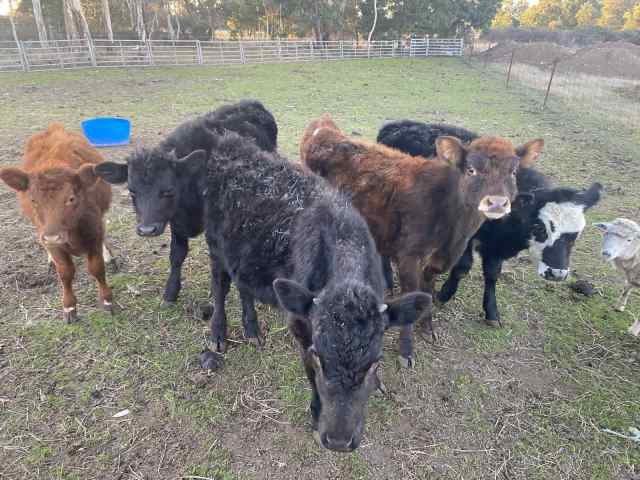 Weaned Beef calves x5 | Livestock | Gumtree Australia Hepburn Area ...