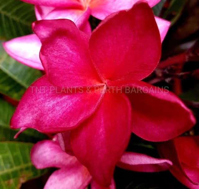 RARE Sexy Red Frangipanis Rooted Plants Tree Plumeria Plants