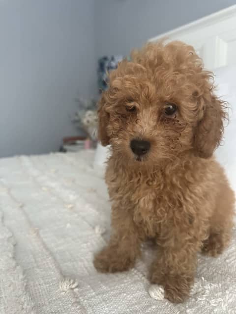 Poodle pedigrees hot sale online