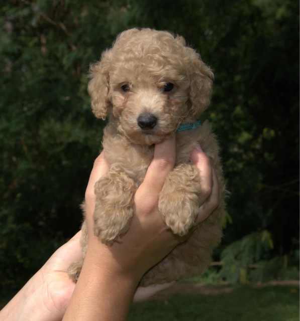 Last 2 cream/light red males TOY POODLES puppies Dogs & Puppies